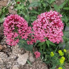 والرین قرمز